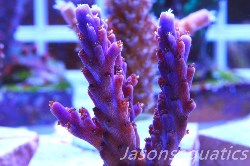 Acropora Nana, Deep Purple Acro, Frag C
