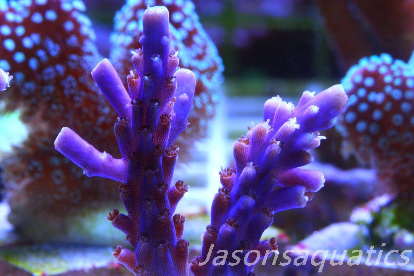 Acropora Nana, Deep Purple Acro Frag D