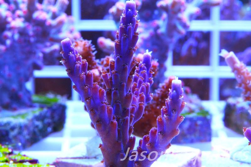 Acropora Nana, Deep Purple Acro Frag D