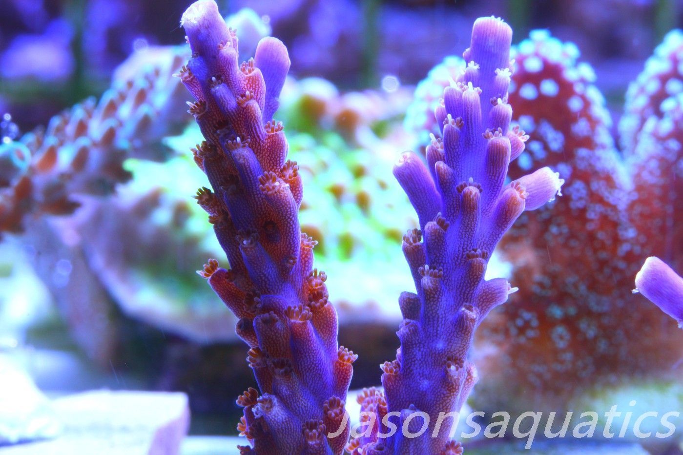 Acropora Nana, Deep Purple Acro Frag E Acropora Nana, Deep Purple Acro Frag E