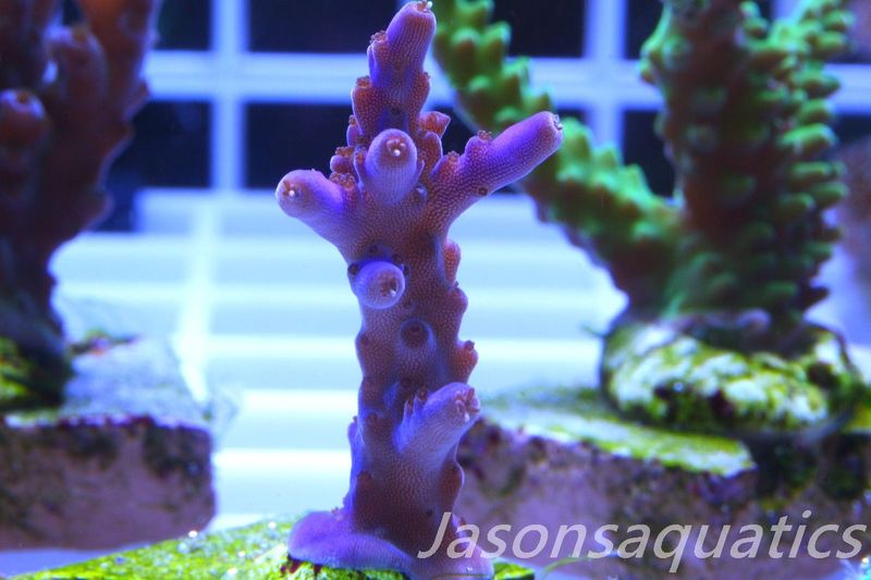 Acropora Nana, Deep Purple Acro Frag E