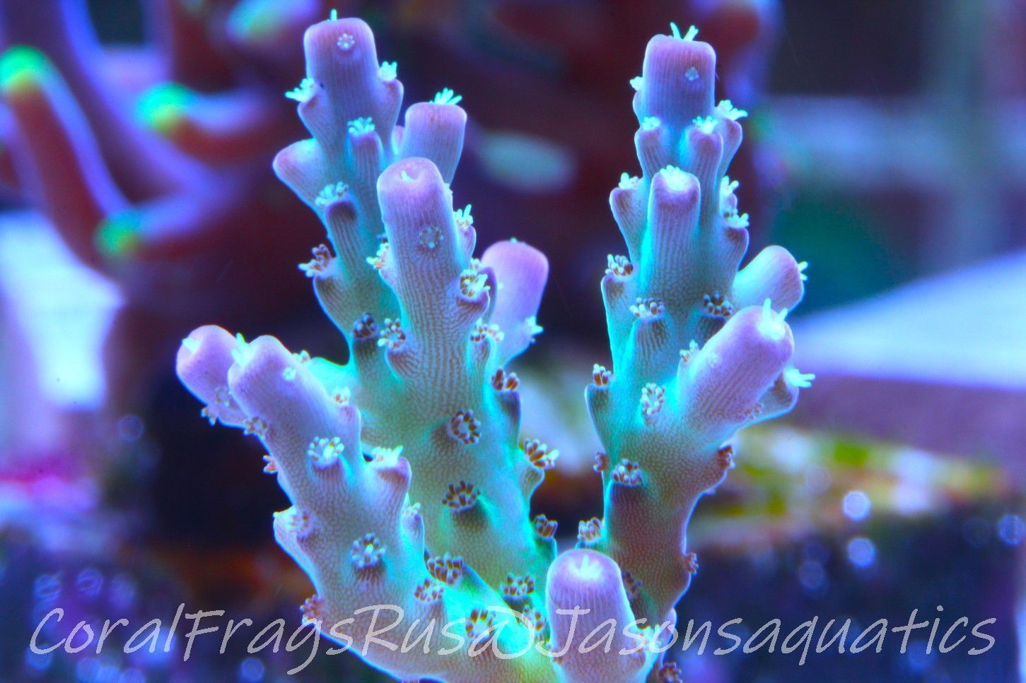 Acropora Pearlberry Frag C