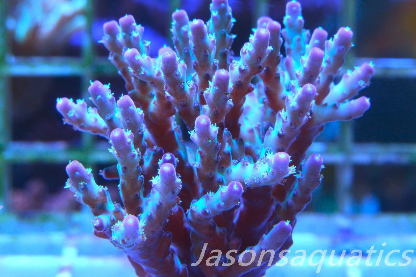 Acropora Pearlberry (SMALL COLONY) Frag C