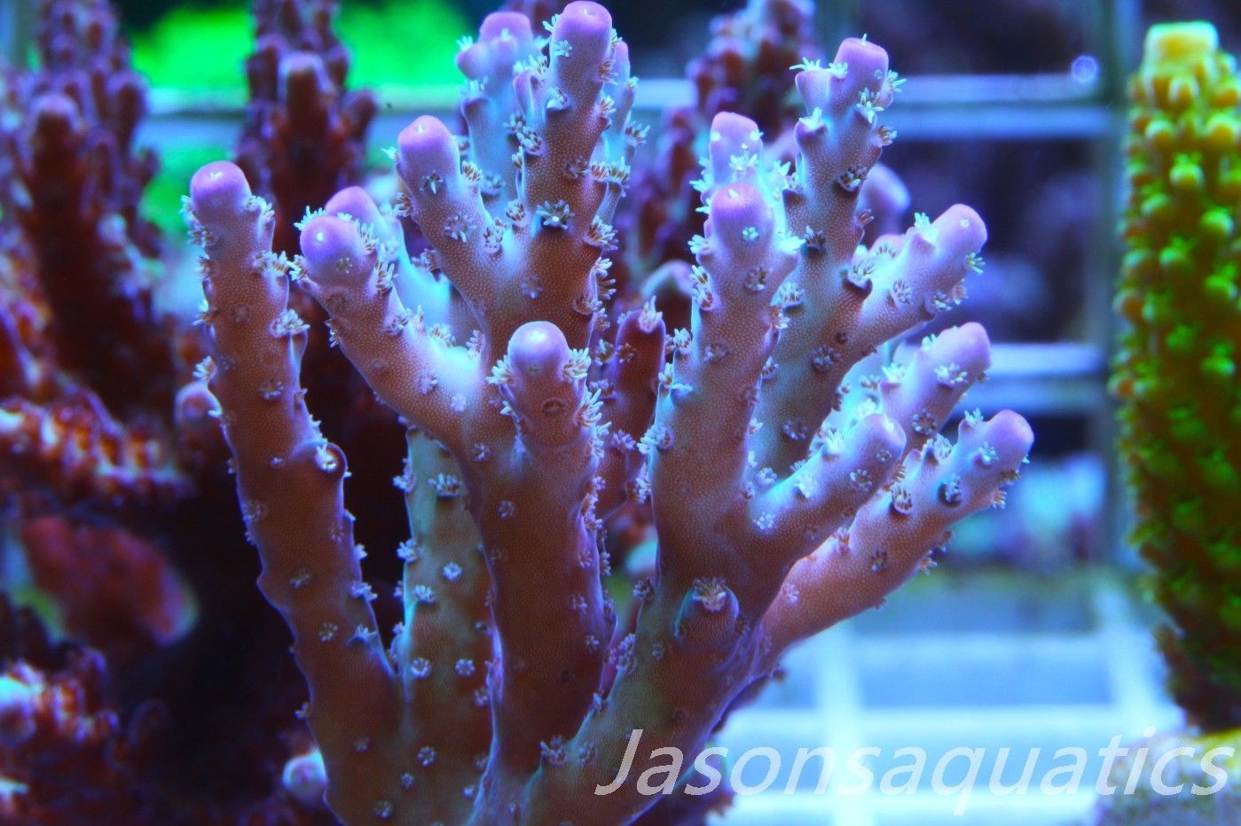 Acropora Pearlberry (Micro colony) Frag C