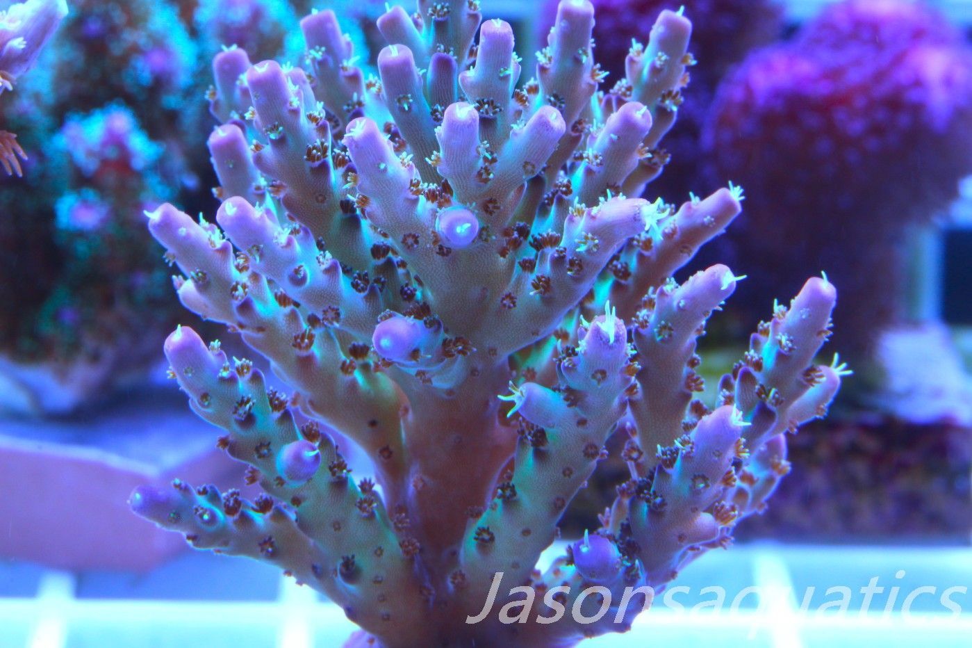 Acropora Pearlberry (Micro colony) Frag C Acropora Pearlberry (Micro colony) Frag C