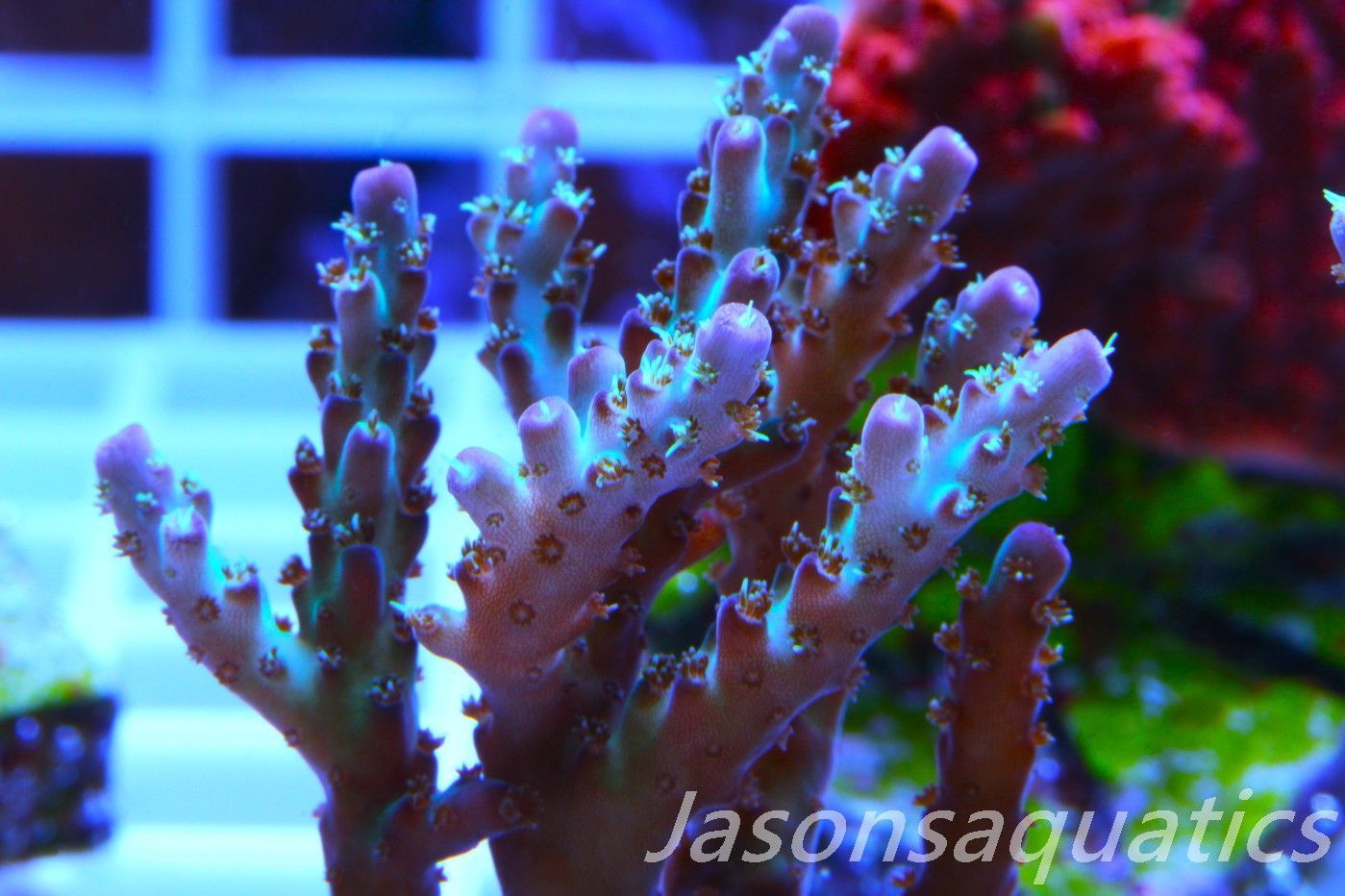 Acropora Pearlberry Frag C Acropora Pearlberry Frag C