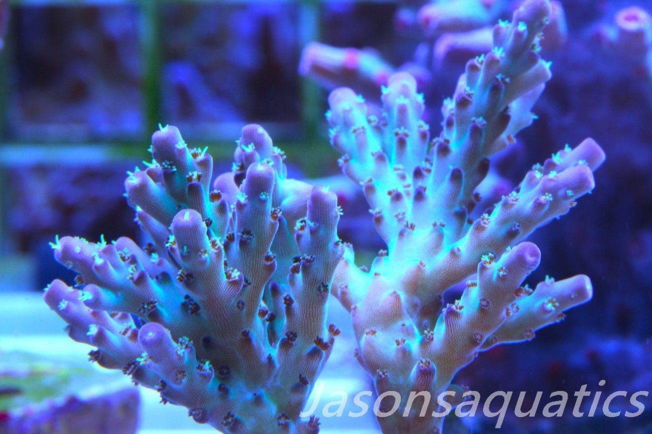 Acropora Pearlberry Frag D