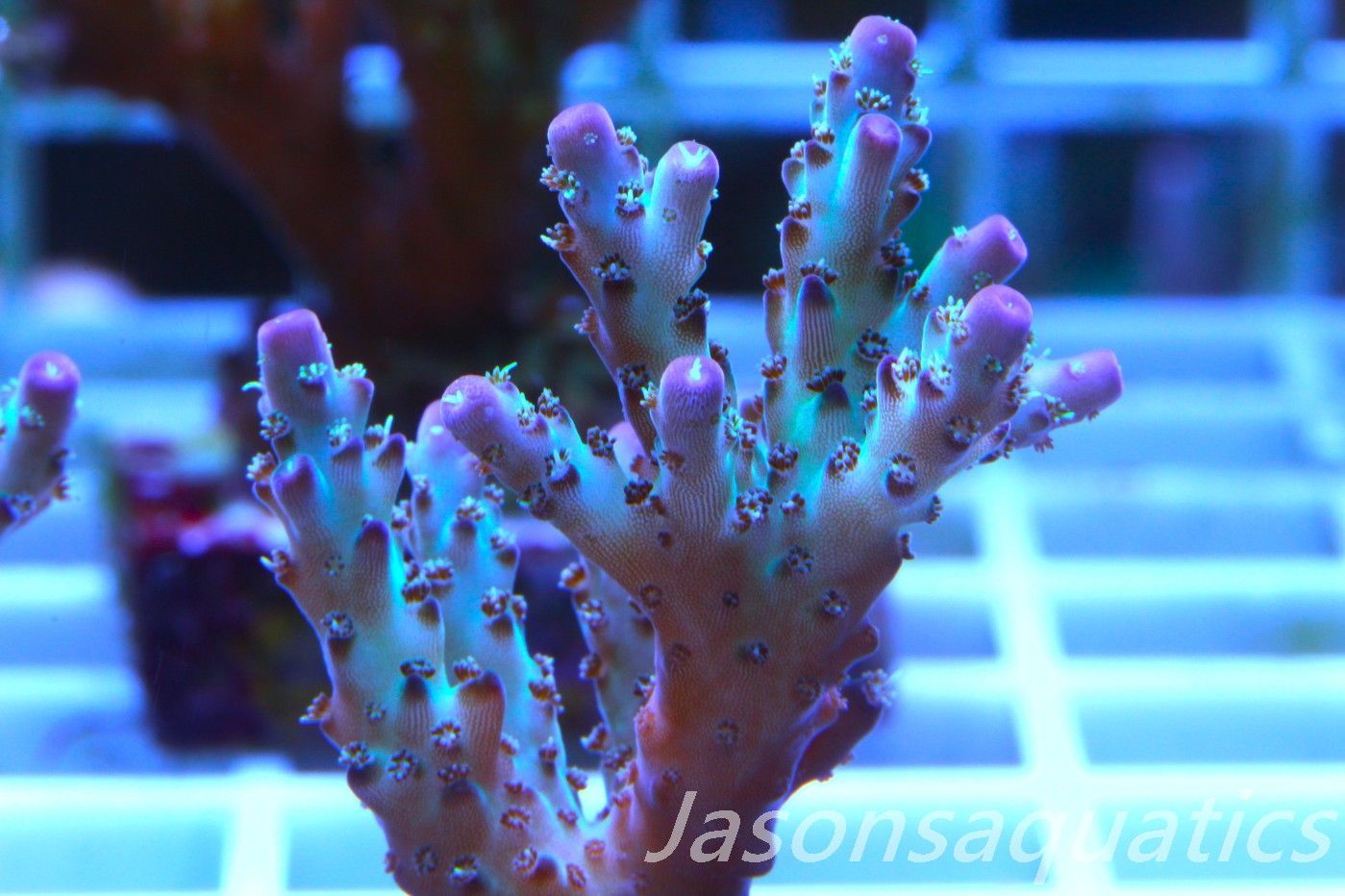 Acropora Pearlberry Frag D
