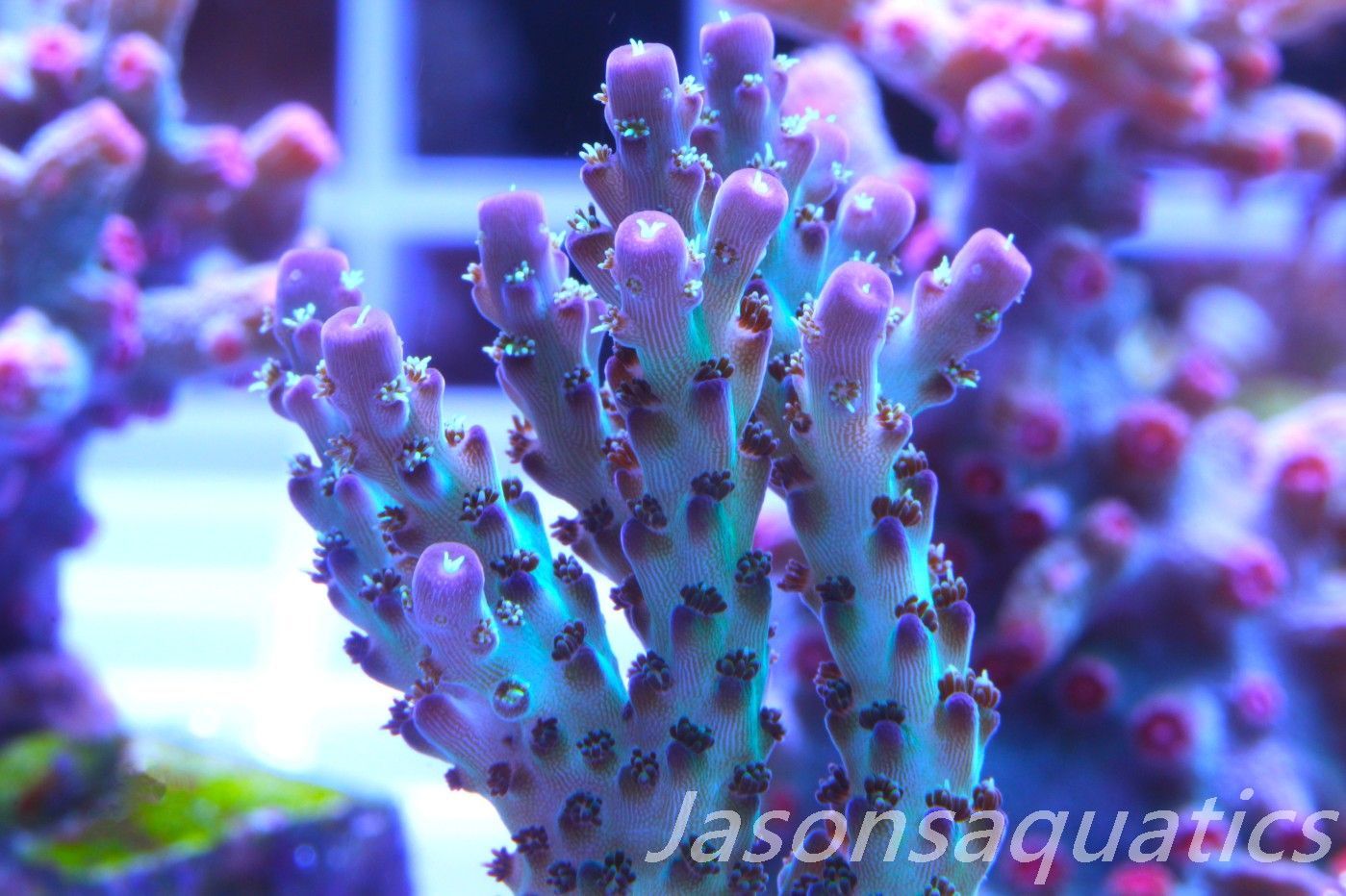 Acropora Pearlberry,Good size Frag, Frag D Acropora Pearlberry,Good size Frag, Frag D