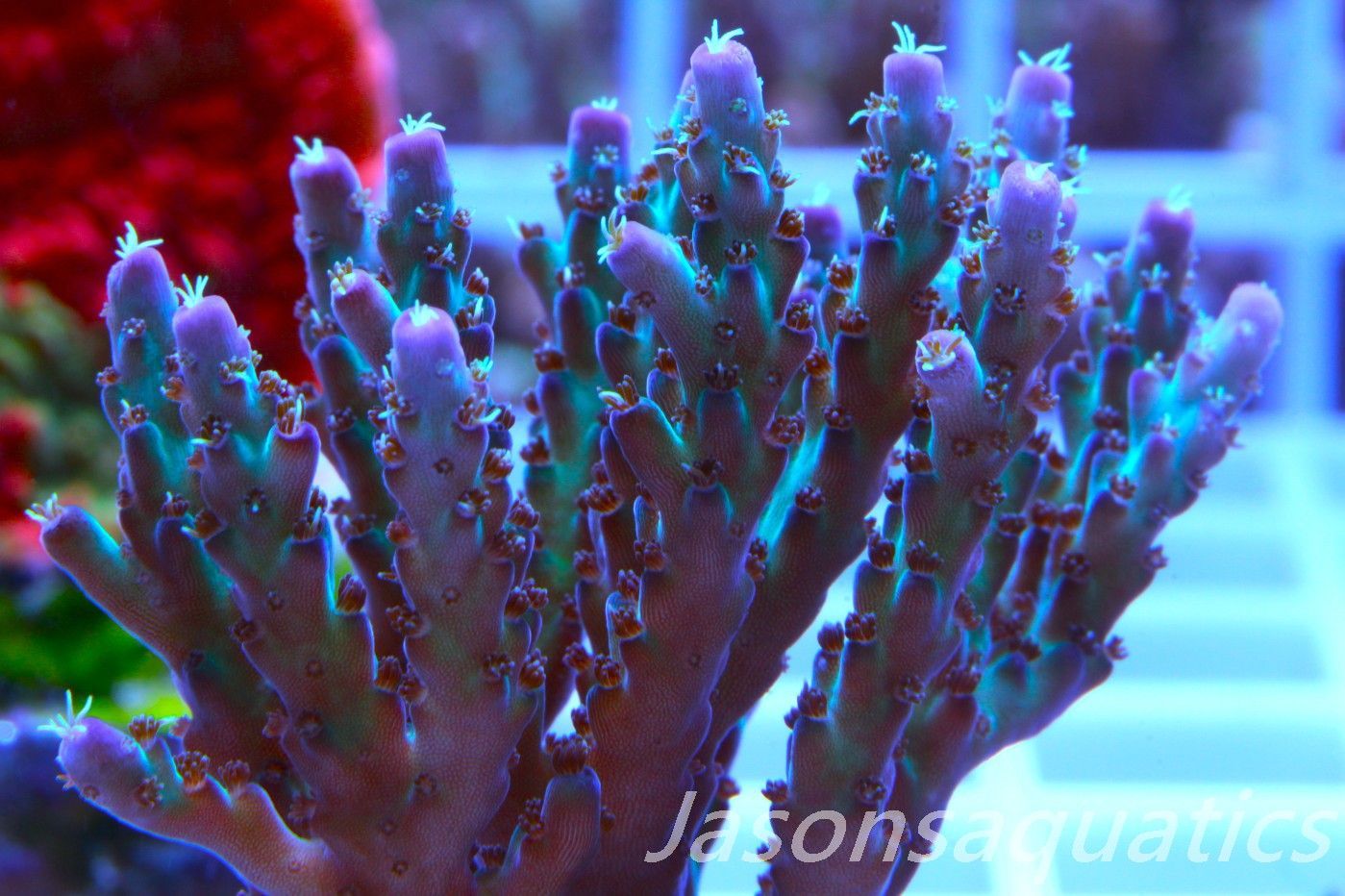 Acropora Pearlberry,Good size Frag, Frag D Acropora Pearlberry,Good size Frag, Frag D