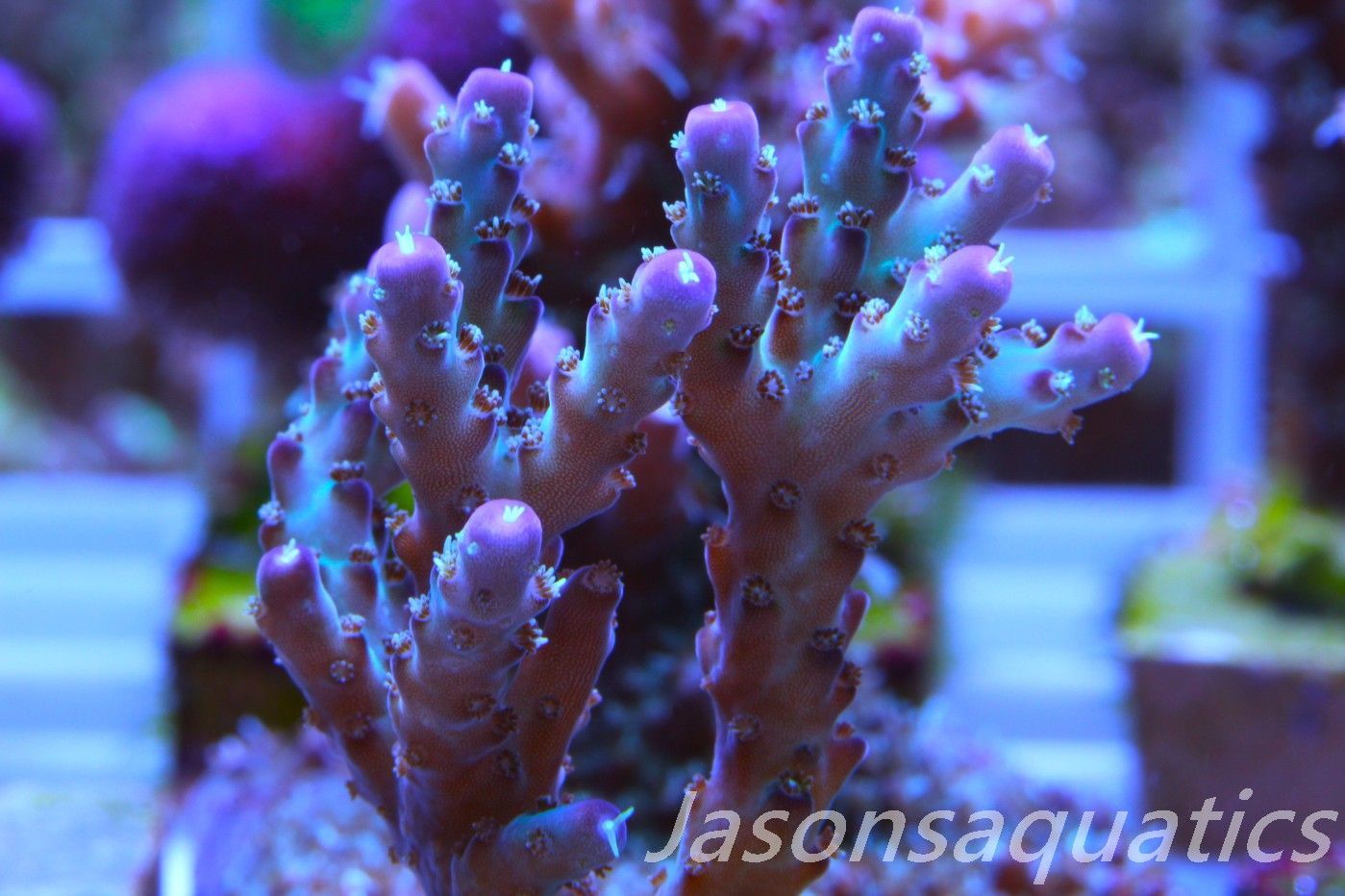 Acropora Pearlberry,Good size Frag, Frag D