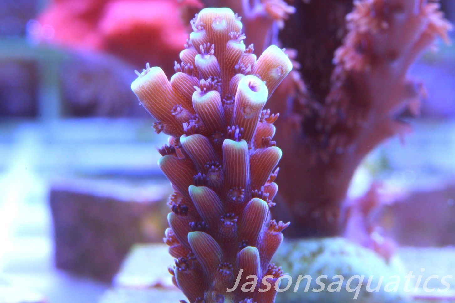 Acropora Pink Cadillac Frag C