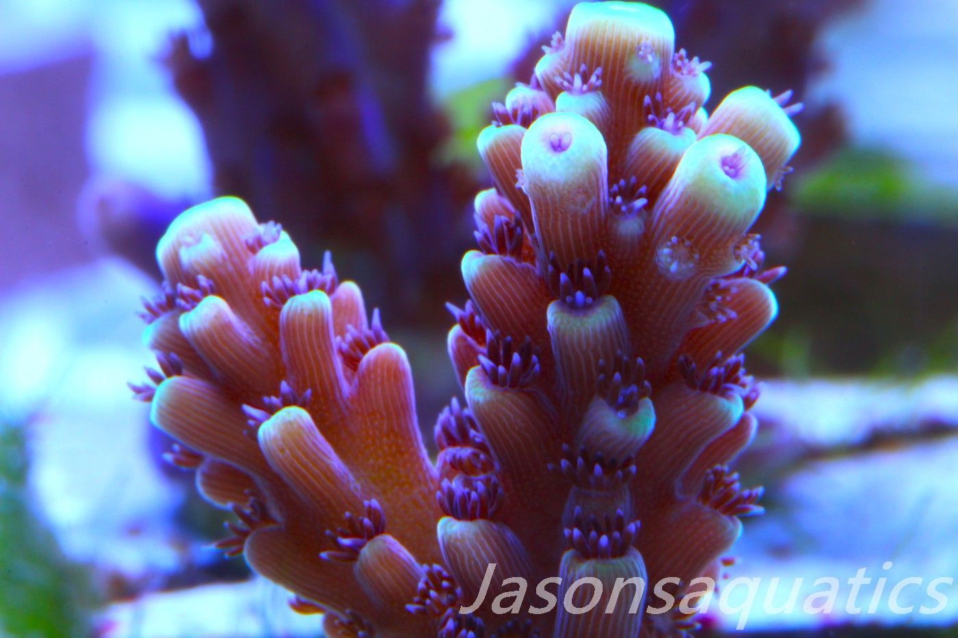 Acropora Pink Cadillac Frag C Acropora Pink Cadillac Frag C