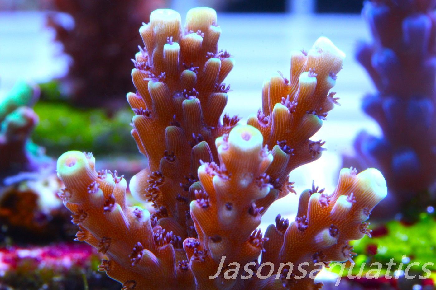 Acropora Pink Cadillac Frag C Acropora Pink Cadillac Frag C