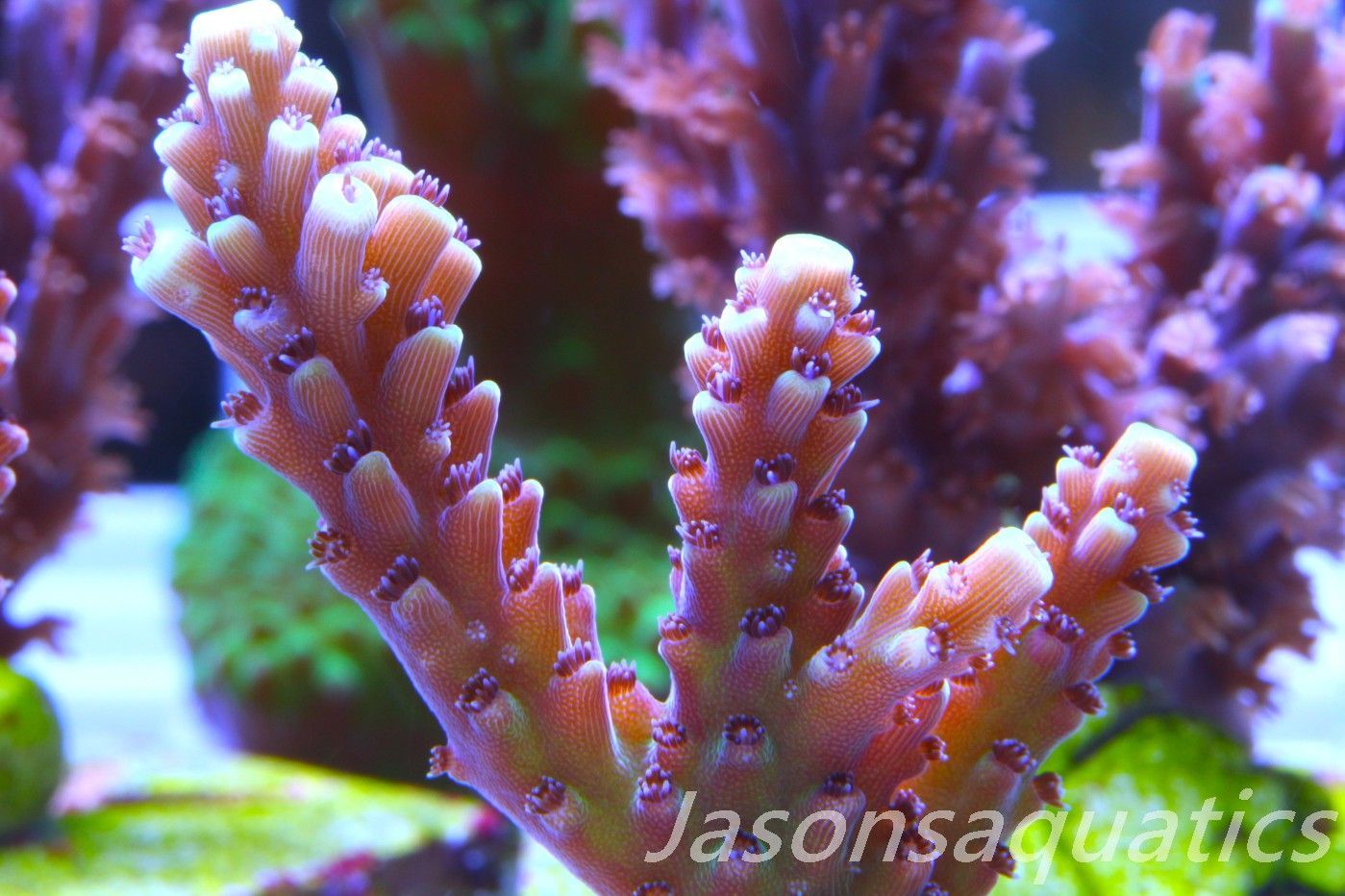 Acropora Pink Cadillac Frag C Acropora Pink Cadillac Frag C