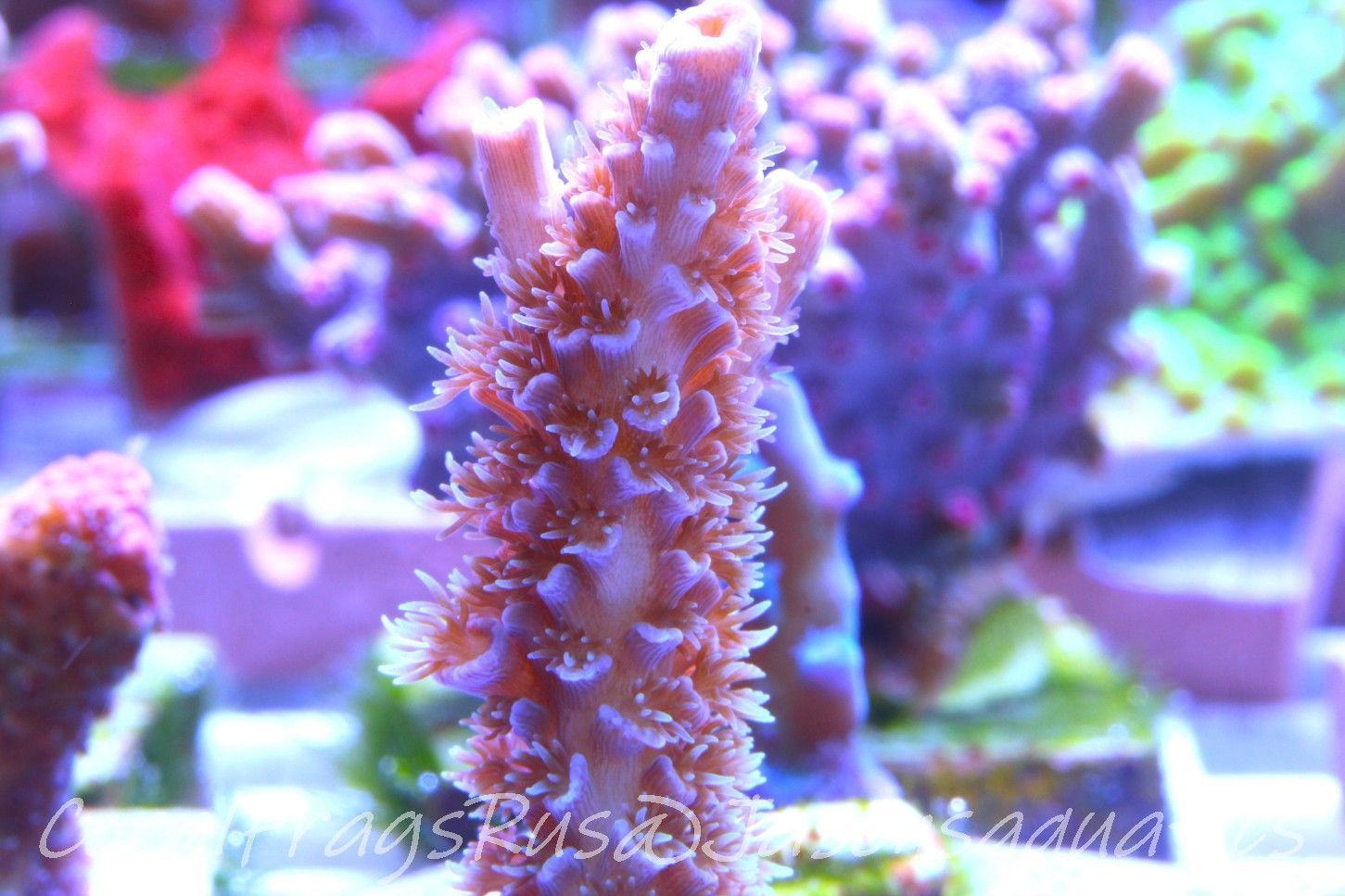 Acropora Pink Tenuis Frag B