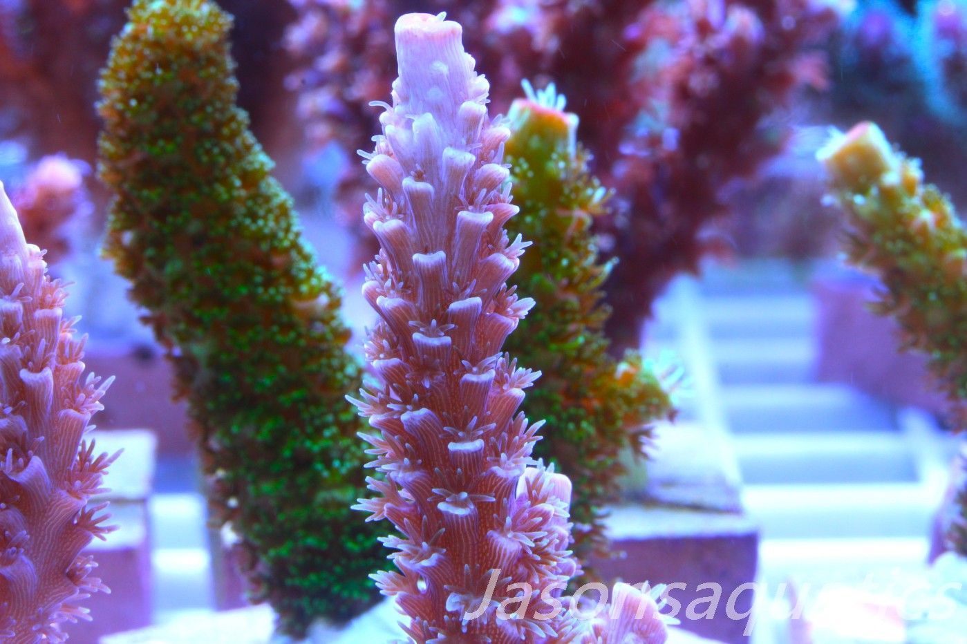 Acropora Pink Tenuis Frag B
