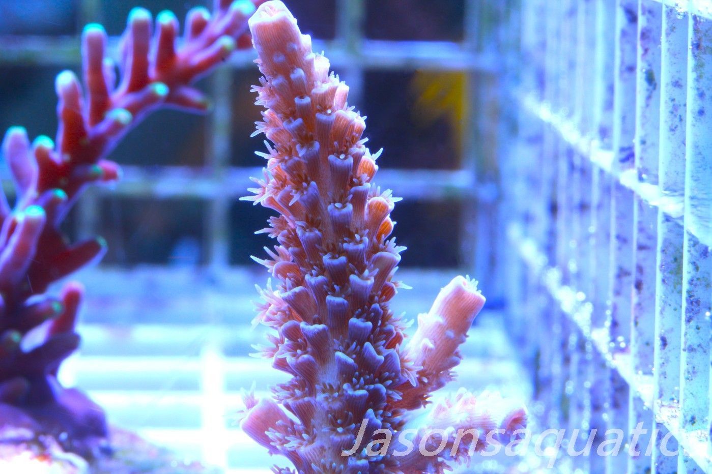 Acropora Pink Tenuis Frag D