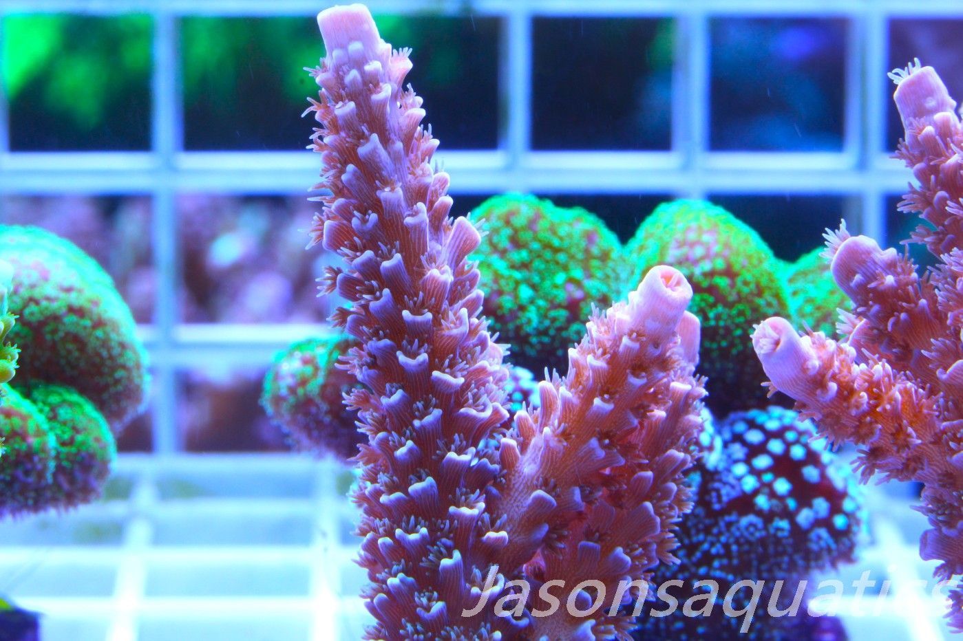 Acropora Pink Tenuis Frag D