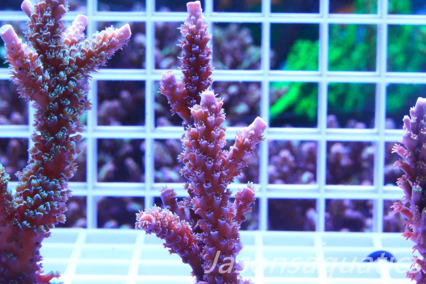 Acropora Pink Tenuis (Acropora Bifaria) Large frag,Frag D