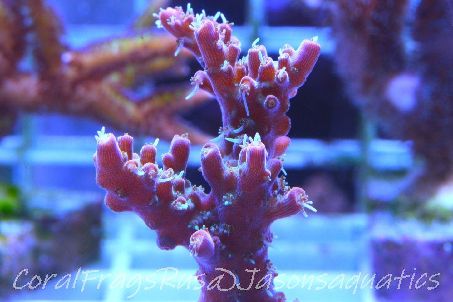 Acropora Pinky The Bear Frag B