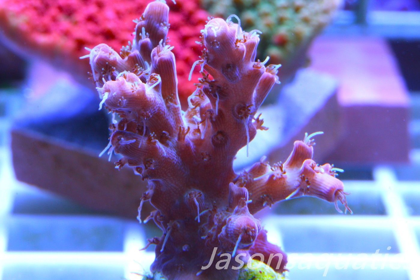 Acropora Pinky The Bear Frag B Acropora Pinky The Bear Frag B