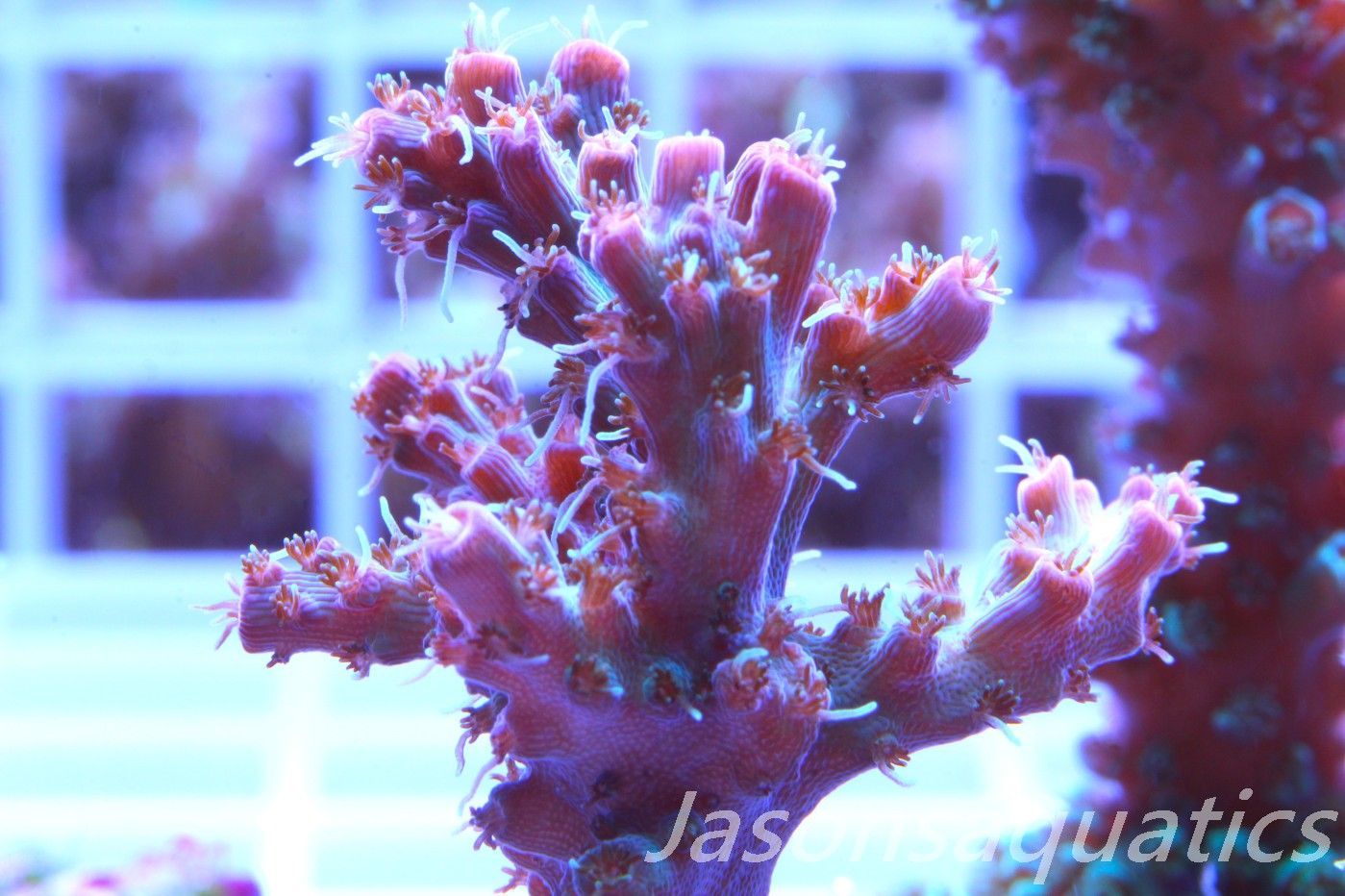 Acropora Pinky The Bear Frag B Acropora Pinky The Bear Frag B