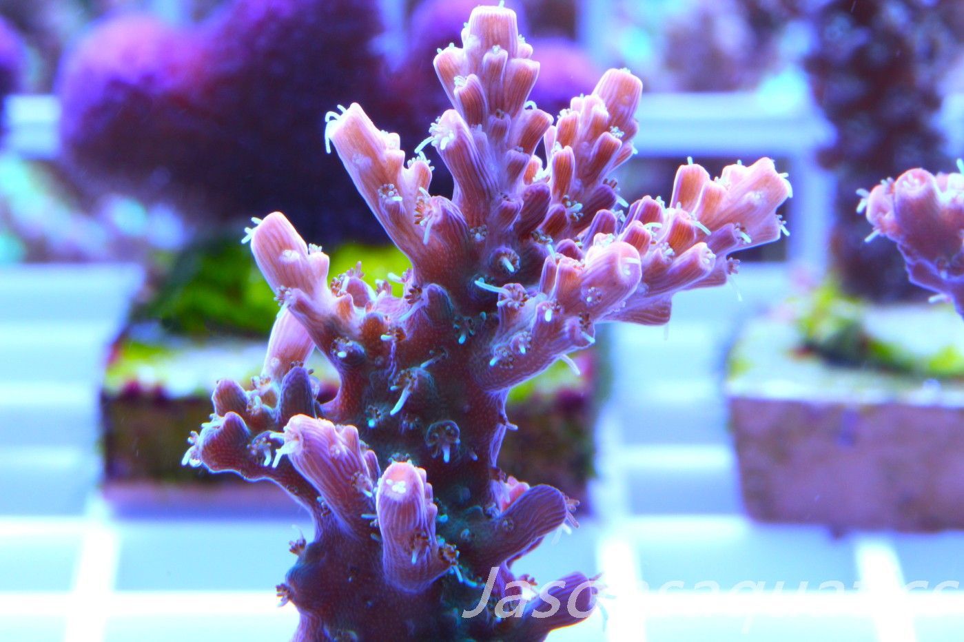 Acropora Pinky The Bear Frag B Acropora Pinky The Bear Frag B