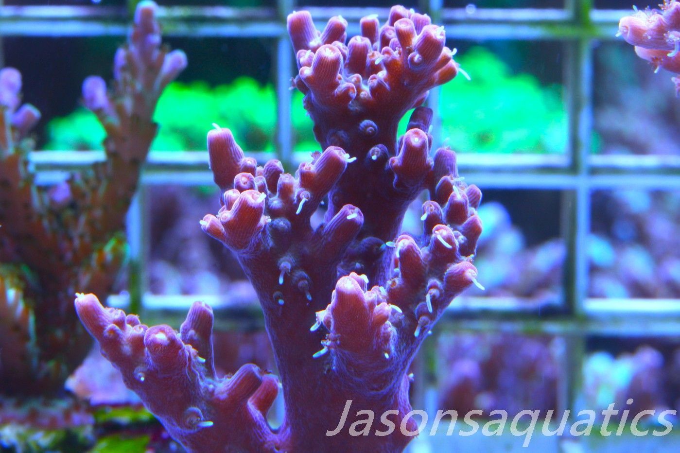Acropora Pinky The Bear,Micro Colony Frag E Acropora Pinky The Bear,Micro Colony Frag E