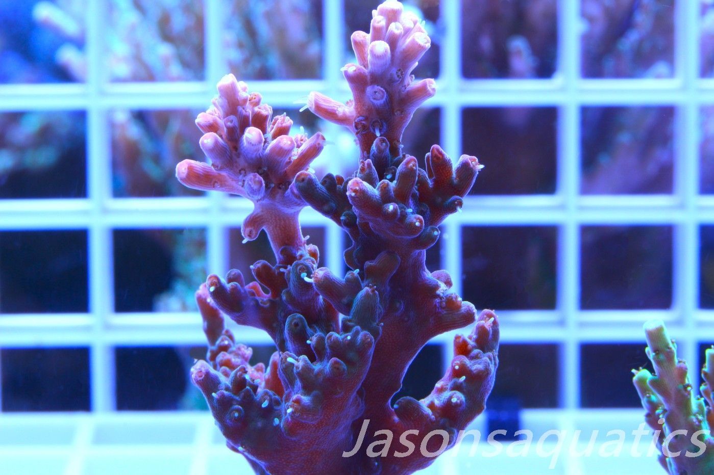 Acropora Pinky The Bear,Micro Colony Frag E Acropora Pinky The Bear,Micro Colony Frag E