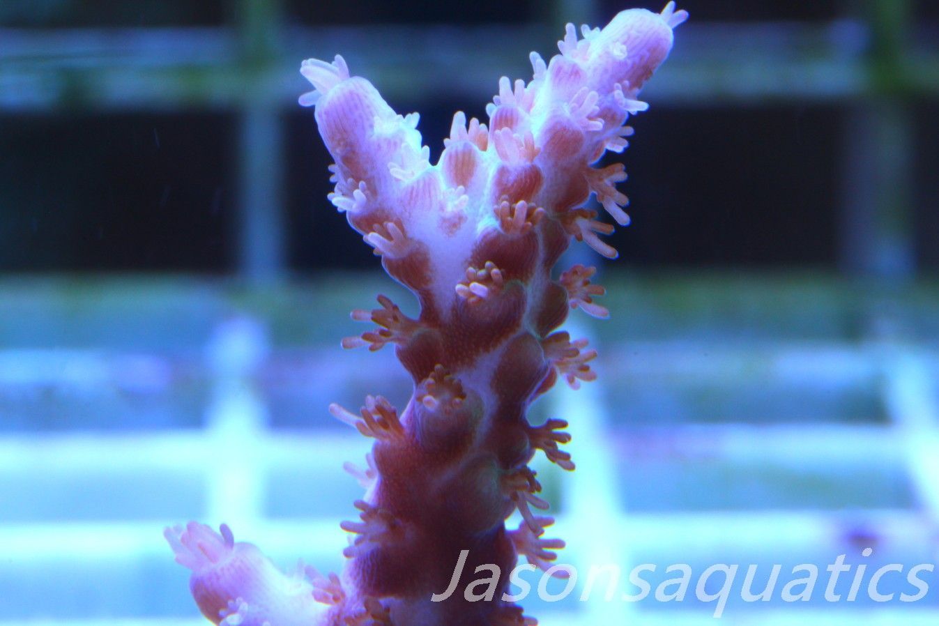 Acropora Plana Frag C