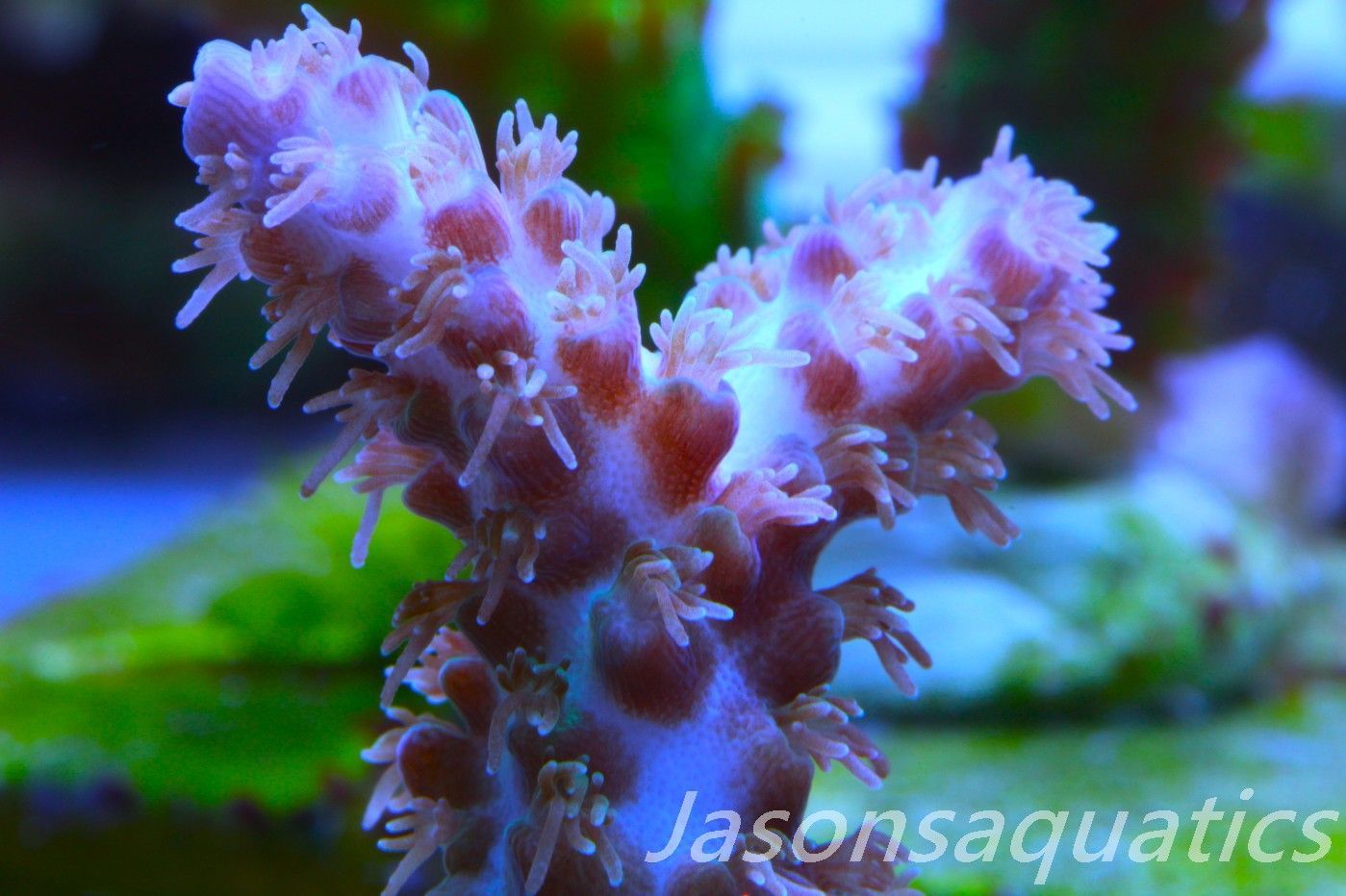 Acropora Plana Frag C Acropora Plana Frag C