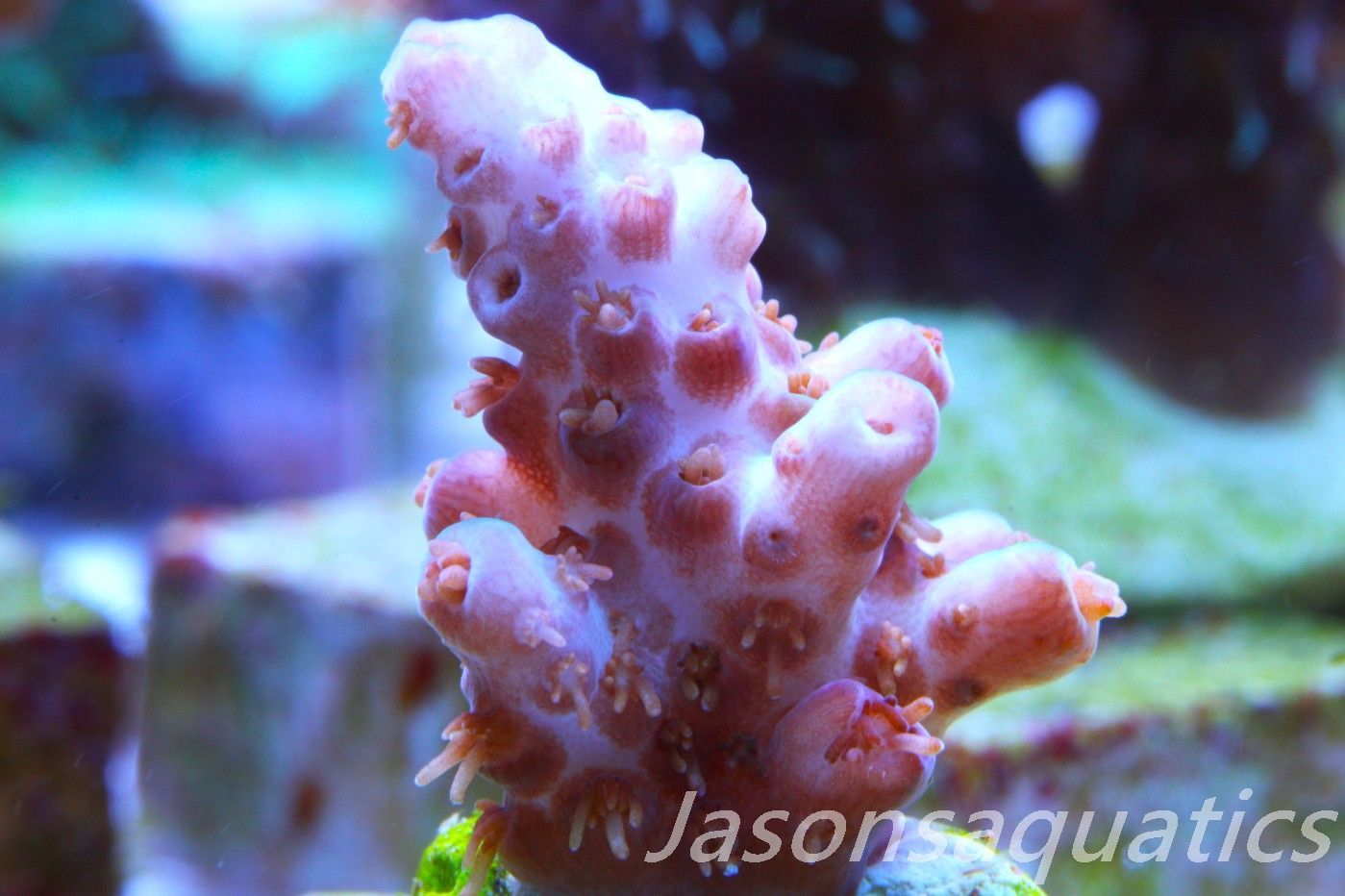 Acropora Plana Frag C Acropora Plana Frag C
