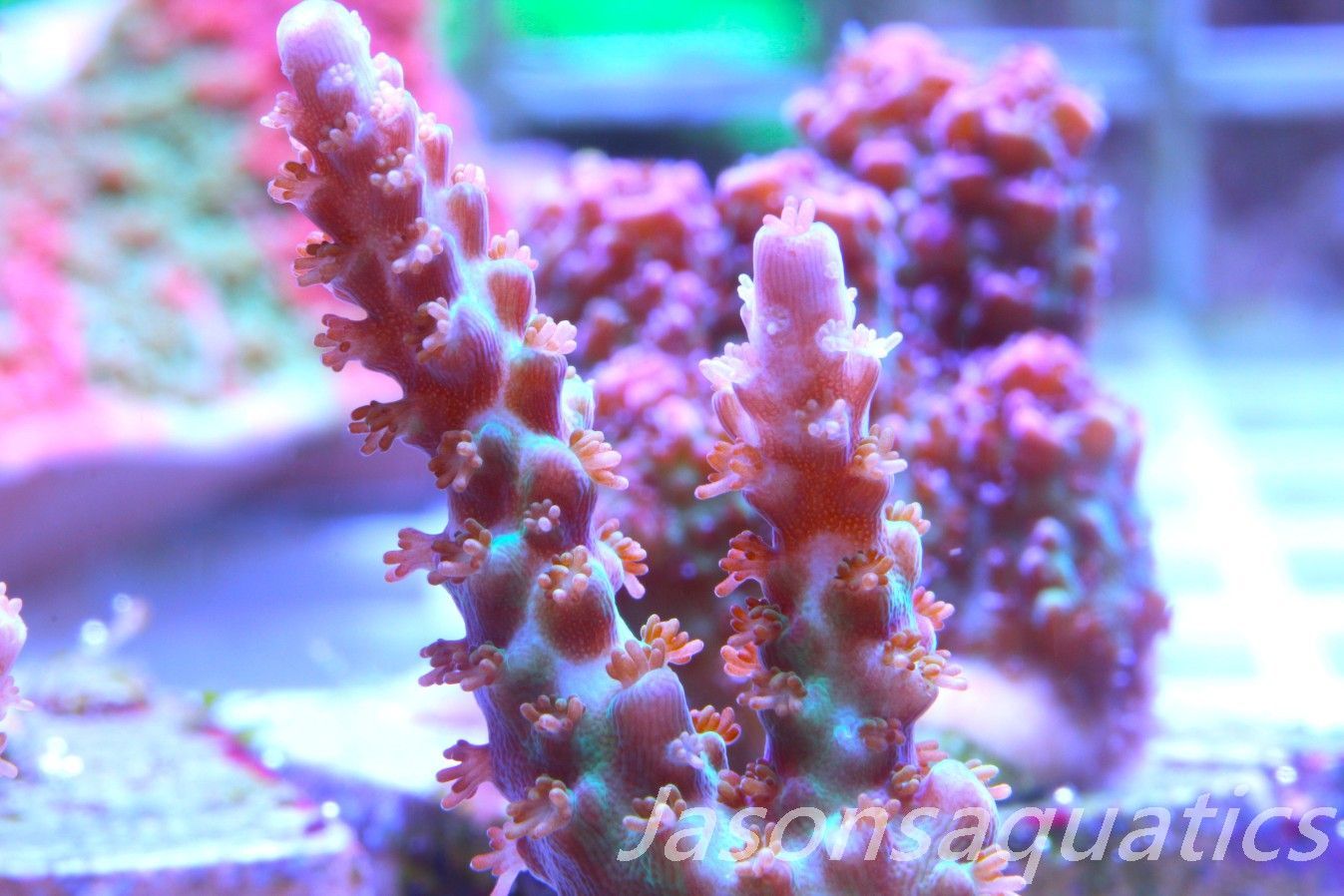 Acropora Plana Frag E Acropora Plana Frag E