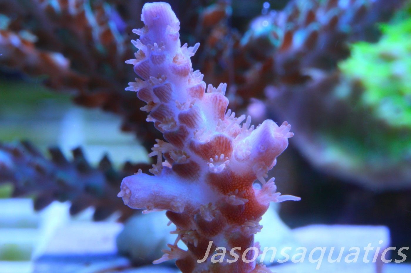 Acropora Plana Frag E Acropora Plana Frag E