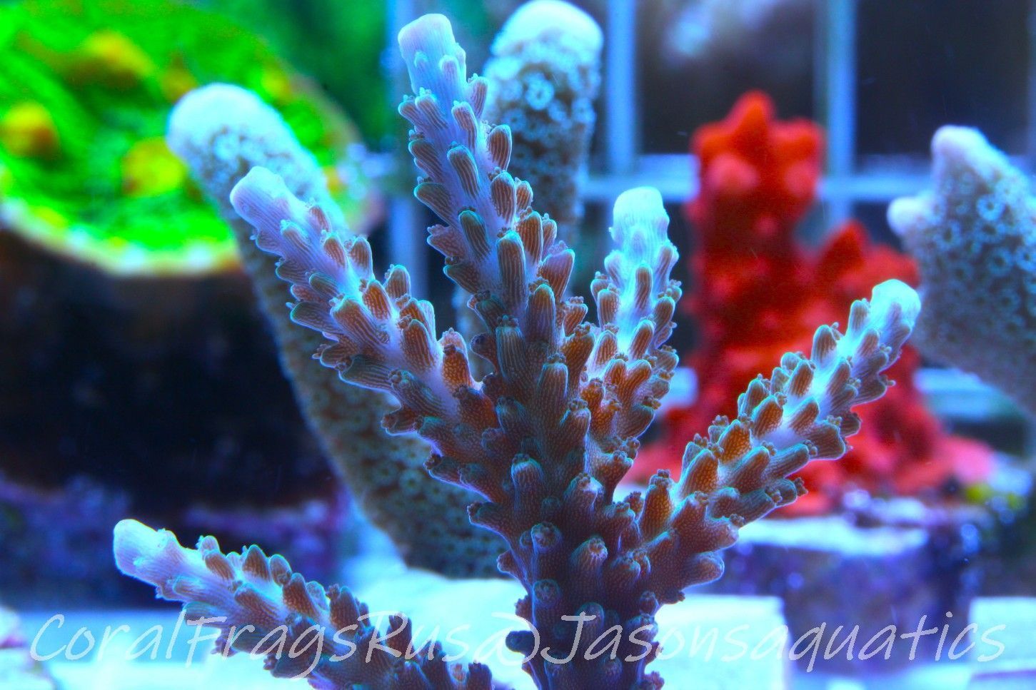 Acropora, Purple Tip Fading into Blue Tip Stag Frag B