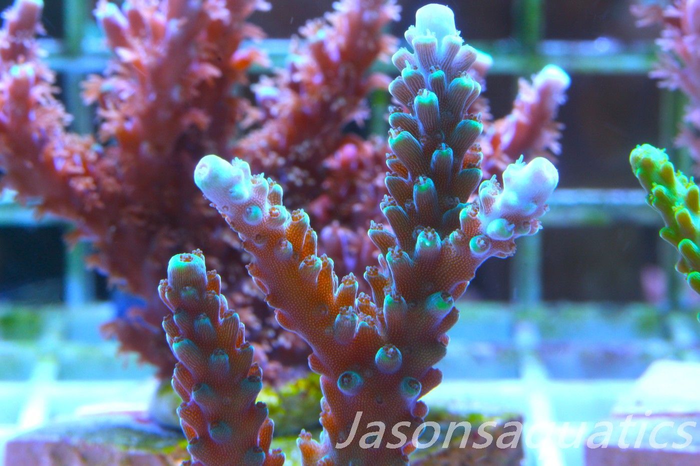 Acropora, Purple Tip Fading into Blue Tip Stag Frag B