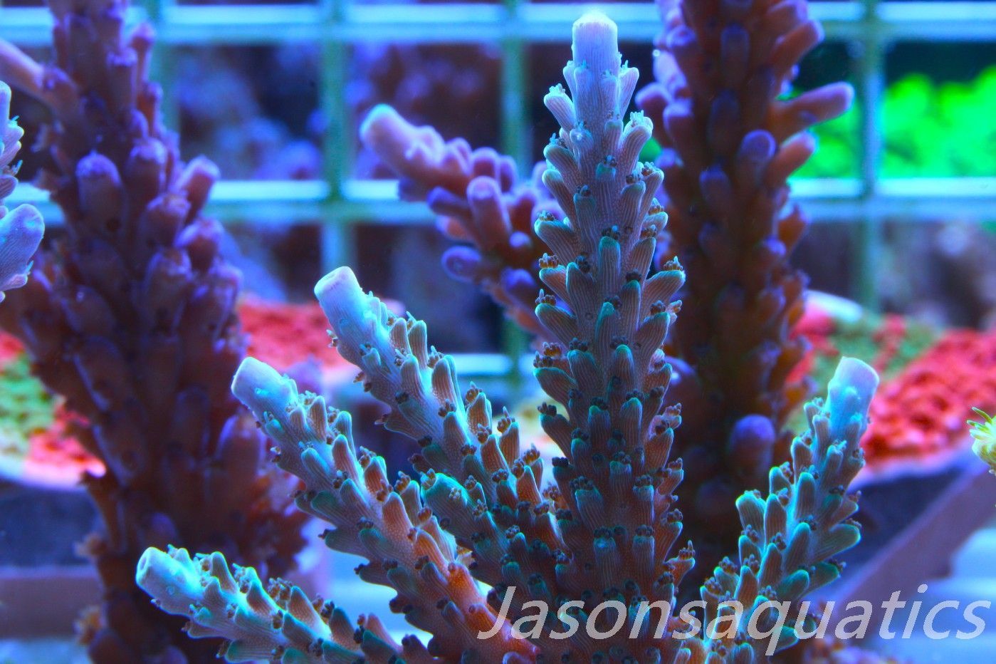 Acropora, Purple Tip Fading into Blue Tip Stag,Large Frag, Frag B