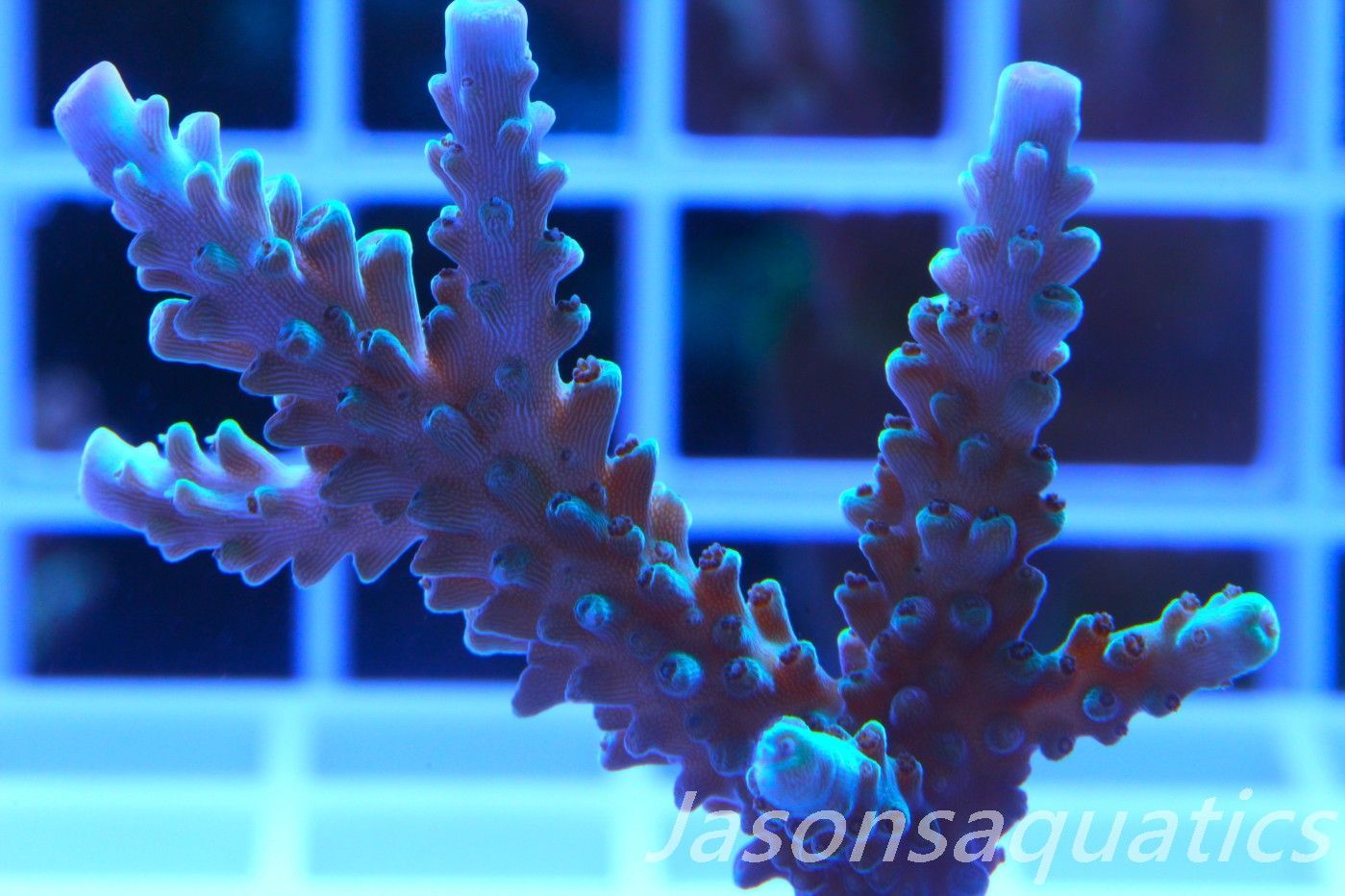 Acropora, Purple Tip Fading into Blue Tip Stag,Large Frag, Frag B