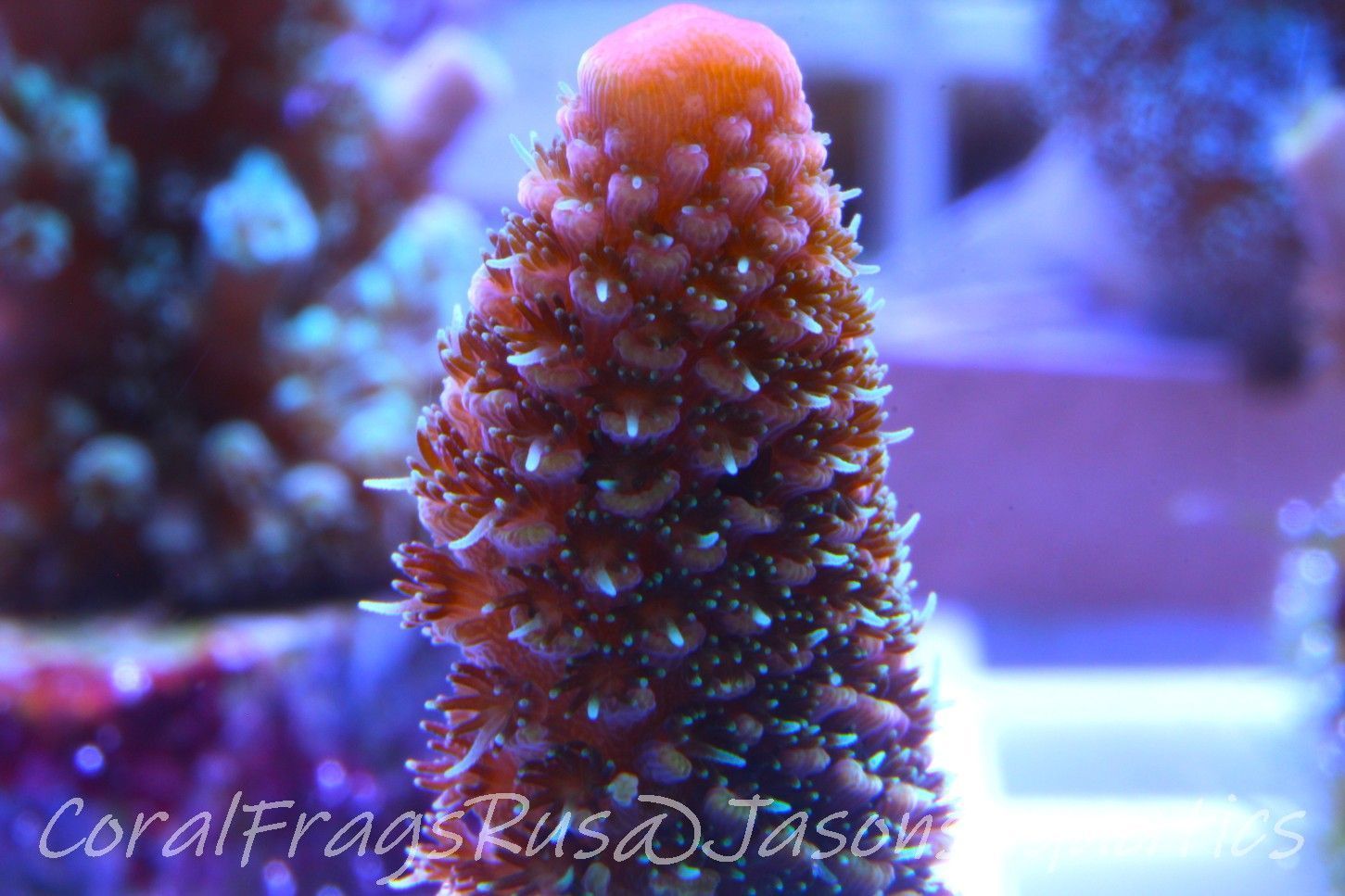 Acropora Spathulata (Australian) Frag C