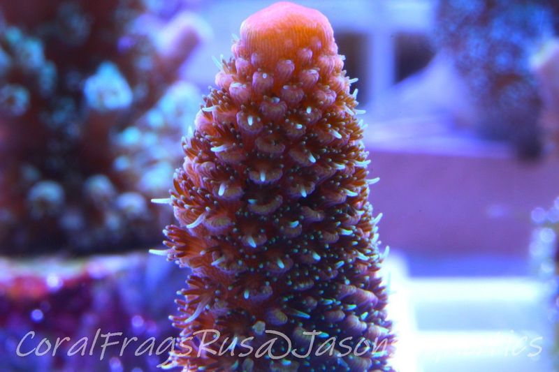 Acropora Spathulata (Australian) Frag C
