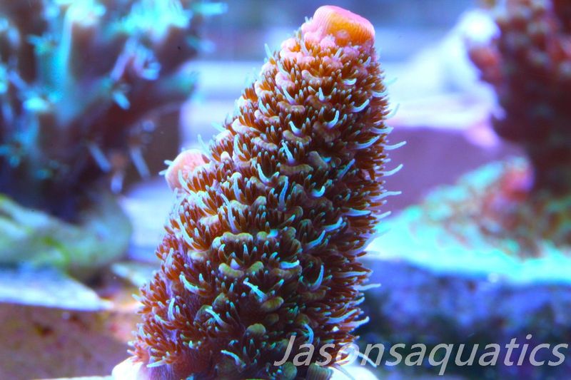 Acropora Spathulata (Australian) Frag C