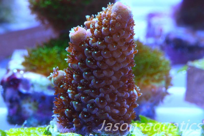Acropora Spathulata (Australian) Frag C