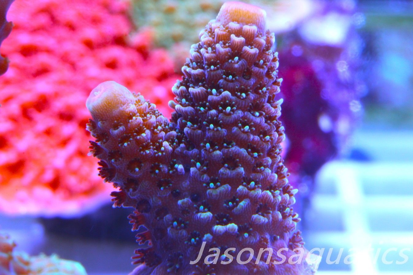 Acropora Spathulata (Australian) Frag E