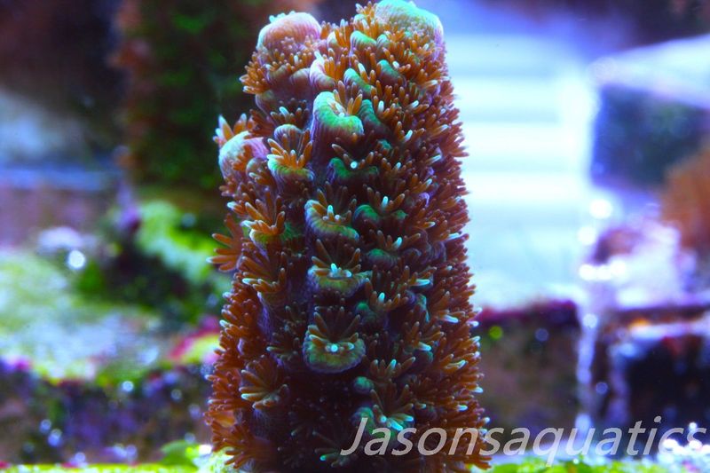 Acropora Spathulata (Australian) Frag E