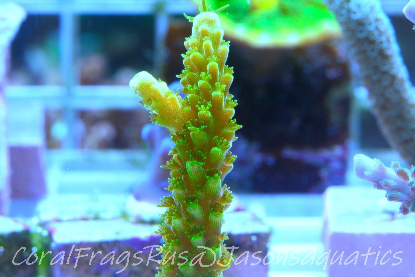 Acropora, True Bali Slimer Frag B