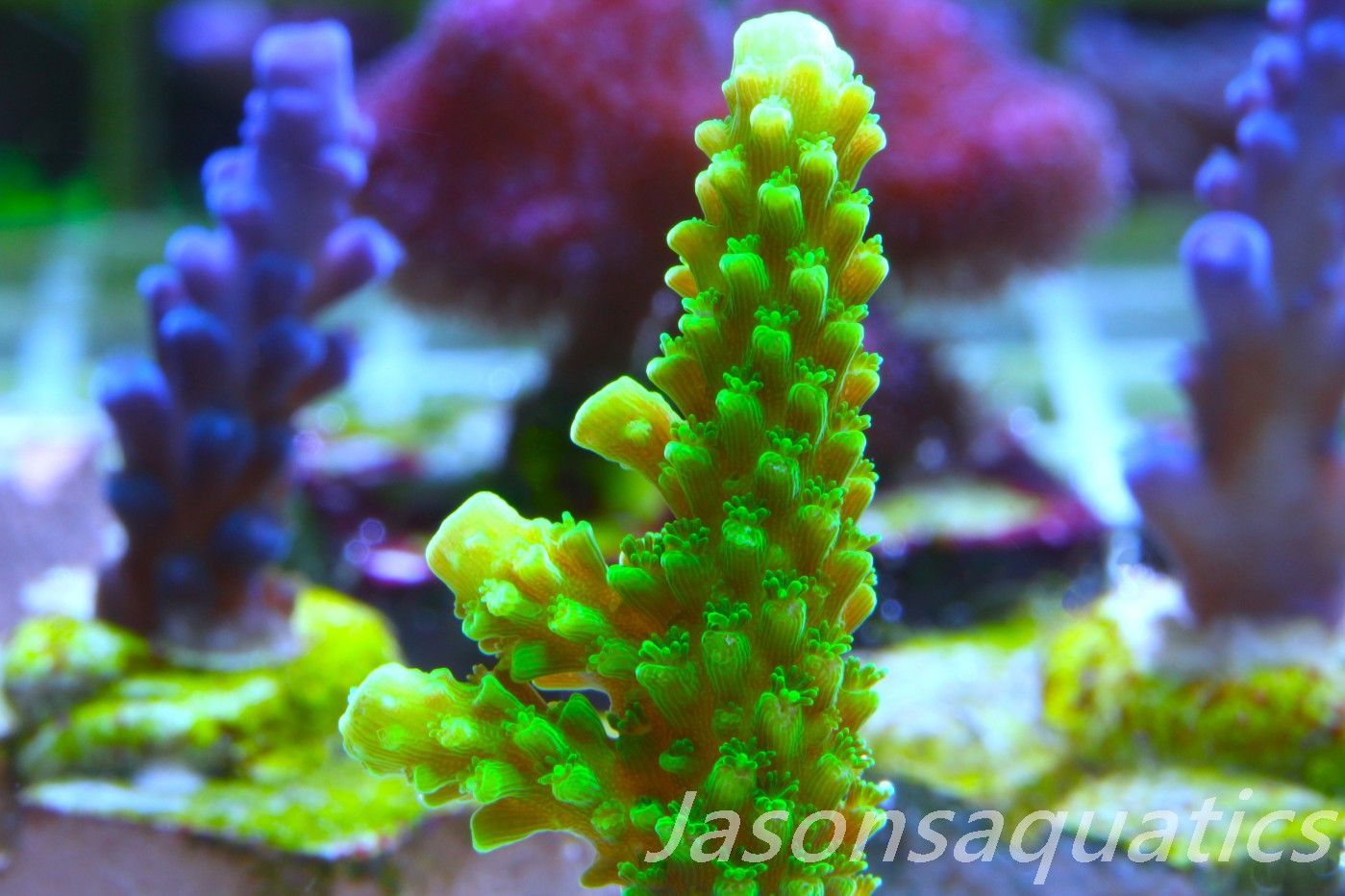 Acropora, True Bali Slimer Frag B
