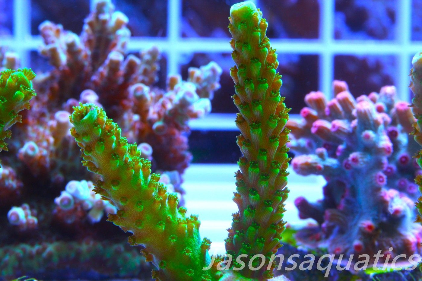 Acropora, True Bali Slimer Frag B