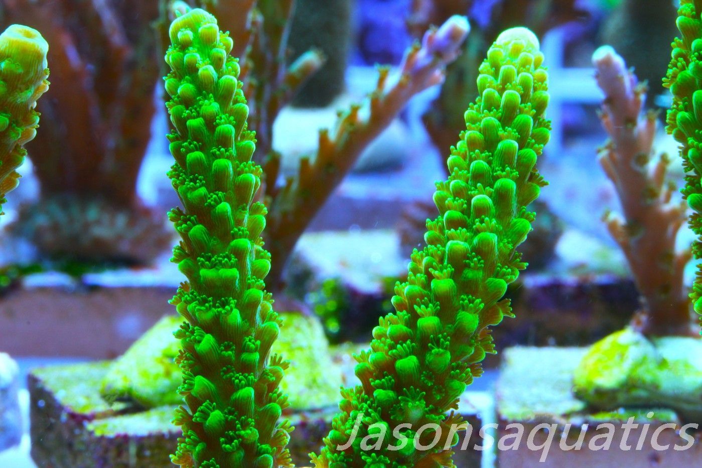Acropora, True Bali Slimer Frag B