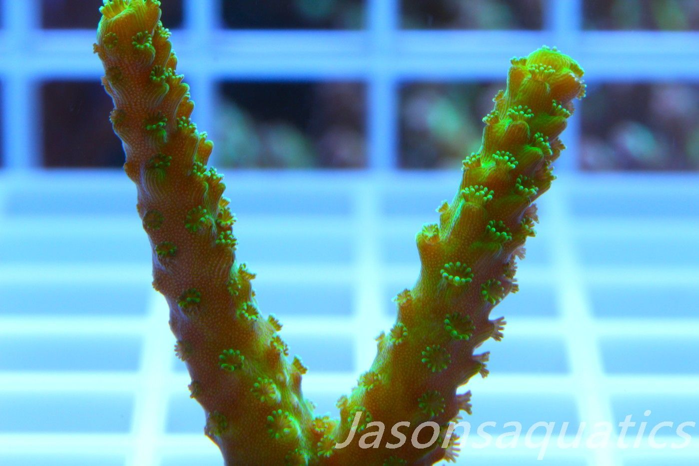 Acropora, True Bali Slimer Frag B